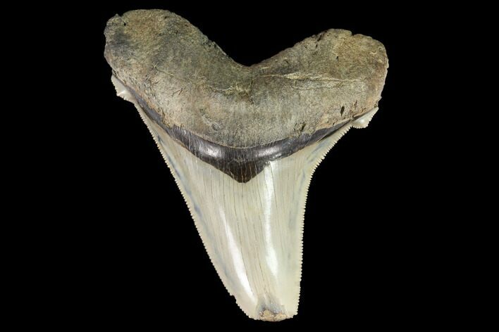 Serrated, Angustidens Tooth - Megalodon Ancestor #122248